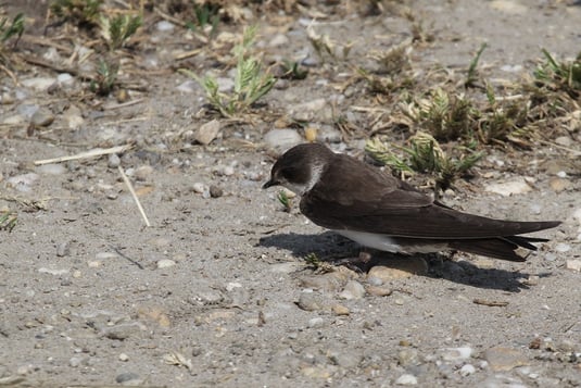 Uferschwalbe (Foto: Pit Brützel) 