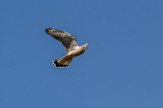männlicher Turmfalke (Foto: Ursula Wiegand) 