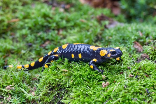 Feuersalamander (Foto: Marcus Bosch - LBV-Bildarchiv) 