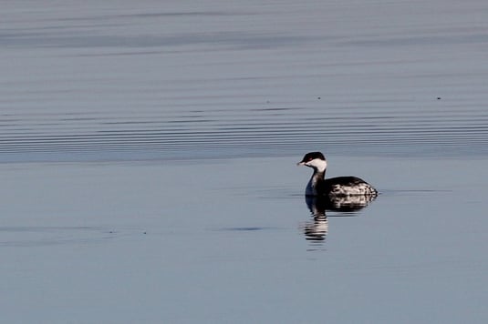 Ohrentaucher (Foto: Pit Brützel) 