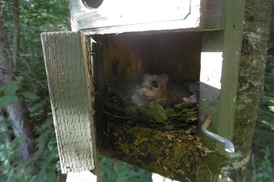 Siebenschläfer im Nistkasten (Foto: Richard Gebendorfer)