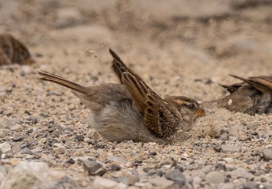 Haussperling beim Sandbaden (Foto: Ursula Wiegand) 