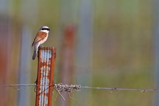Neuntöter (Foto: Thomas Hafen - www. natur-fotografieren.de) 