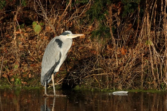 Graureiher (Foto: Stefan Greif) 