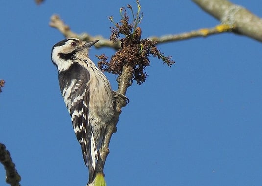 Kleinspecht (Foto: Antje Geigenberger)