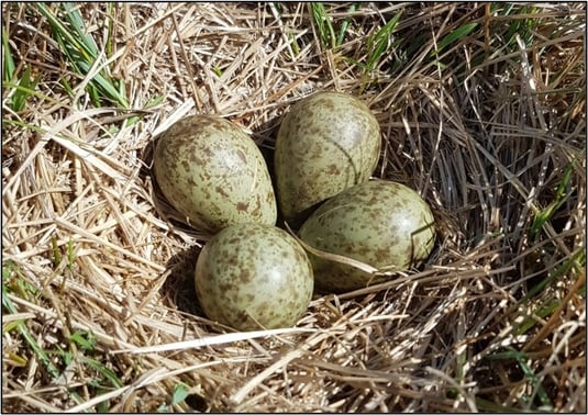 Brachvogelgelege (Foto: Susanne Hoffmann)