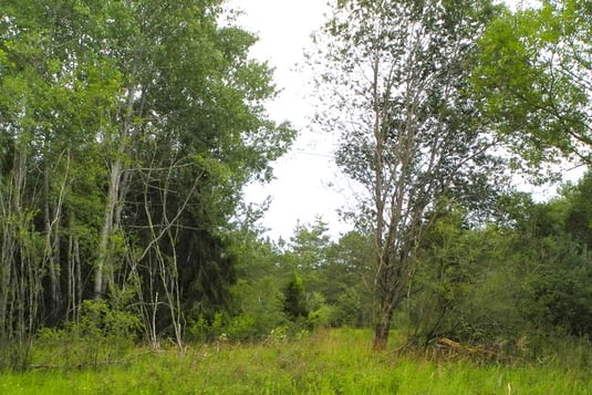 Eine der beiden Schmetterlingsschneisen. Nun offen, auf dem Foto noch ungemäht (Foto: Horst Guckelsberger) 