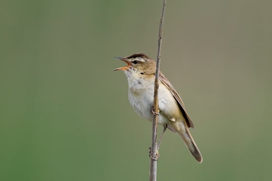 Schilfrohrsänger (Foto: Frank Derer - LBV-Archiv)