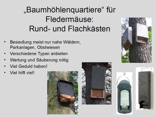 Fledermauskästen