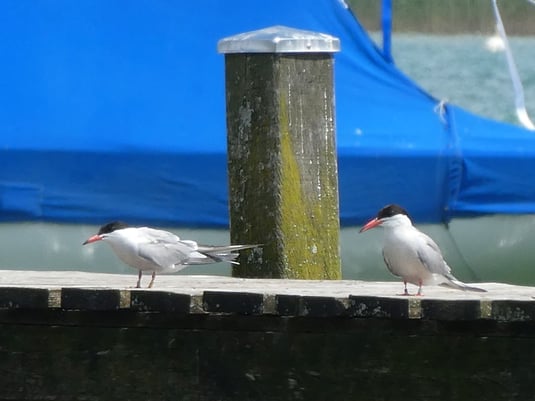 Foto: Flussseeschwalben mit Farbring (c) A. Gehrold