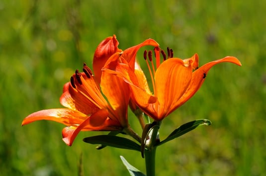 Feuerlilie (Foto: Dr. Eberhard Pfeuffer - LBV Bildarchiv)