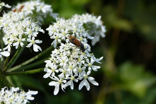 Wildbiene an Doldenblütler 