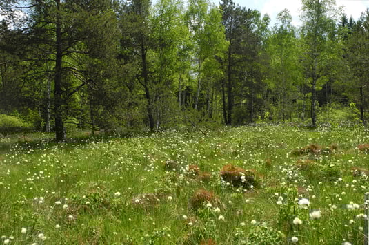 Wollgraswiese am Schraml (Foto: H.Guckelsberger) 