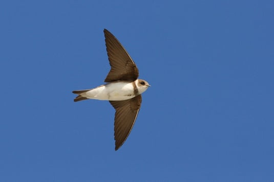 Uferschwalbe (Foto: Z.Tunka - LBV-Archiv)