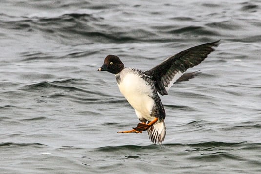 Schellentenweibchen (Foto:Ursula Wiegand) 