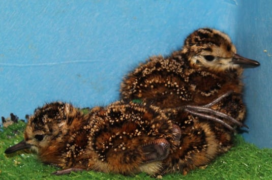 Kampfläuferküken (Foto: Clemens Küpper)