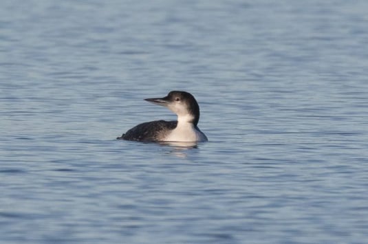 Eistaucher (Foto: ornitho.de - Christin Haass)