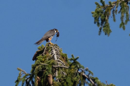 Baumfalke (Foto: Antje Geigenberger)
