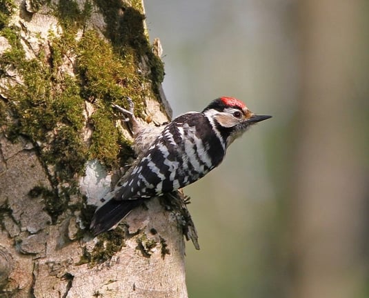 Kleinspecht (Foto: Christoph Moning - LBV-Archiv)