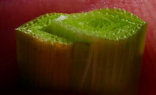 Iris sibirica - Bild 1 -  Sprossquerschnitt (Foto: Rudi Netzsch) 