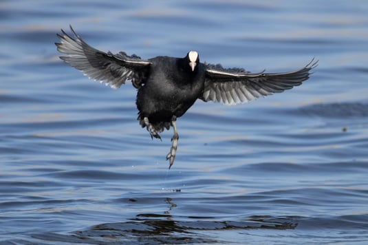 Blässhuhn im Flug - Foto: Andreas Derer - LBV-Bildarchiv