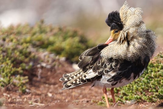 Foto: Kampfläufer (Pit Brützel) 