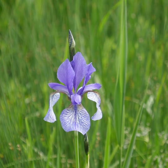 Sibirische Schwertlilie (Foto: Rudi Netzsch)