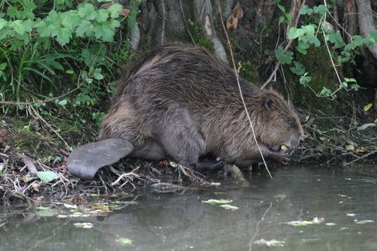 Biber (Foto: Dieter Hopf - LBV-Bildarchiv) 