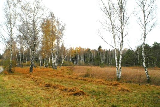 Arnikawiese - Borstgrasrasen (Foto: Horst Guckelsberger) 