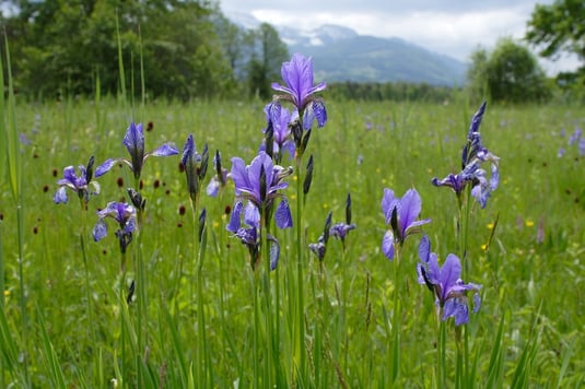 Sibirische Schwertlilie (Foto: Andreas Hartl - LBV-Bildarchiv)
