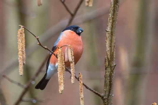 männlicher Gimpel - Foto: Ralph Sturm - LBV-Bildarchiv 