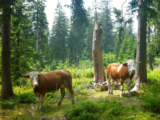 Foto: Rosmarie Wagenstaller