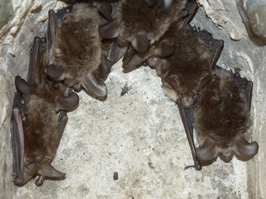 Fledermaus bad badman 