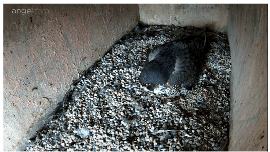 Brütender Wanderfalke. Dies ist ein Foto. Der Link zur Webcam ist im nebenstehenden Text enthalten.