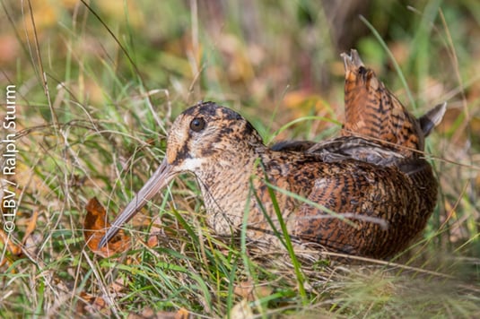 Waldschnepfe (Foto: Ralph Sturm - LBV Bildarchiv)