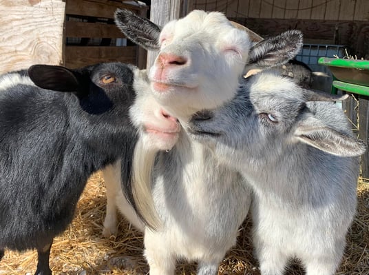 Welcome to Sink Hollow Farm!