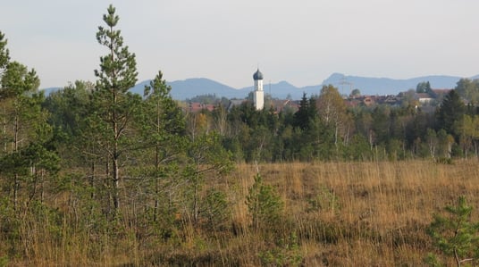 Königsdorfer Weidfilz, Foto: Birgit Weis