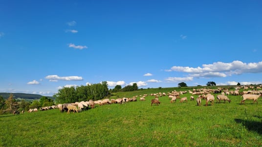 ©Landschaftspflegeverband Neustadt a.d. Aisch - Bad Windsheim e.V.