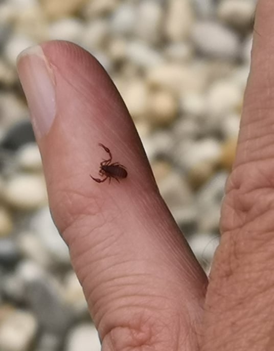 Bücherskorpion aus einem Schleiereulen Nistkasten (Foto: Michael Herzig)