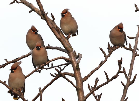 Seidenschwanz (Foto: Bernhard Glüer) 