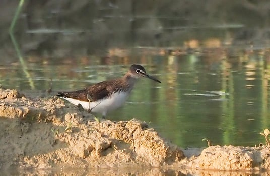 Waldwasserläufer (Foto: Antje Geigenberger) 
