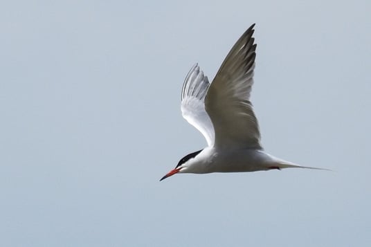 fliegende Flussseeschwalbe am Starnberger See 