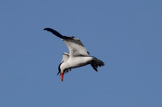 Raubseeschwalbe (fotografiert in Estland) 