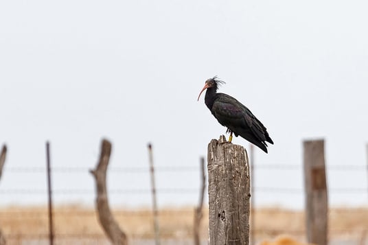 Waldrapp (Foto: Thomas Hafen - www.natur-fotografieren.de) 