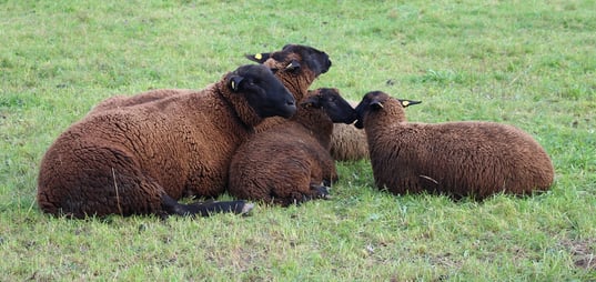 Schafhaltung, Schafzucht, Juraschafe