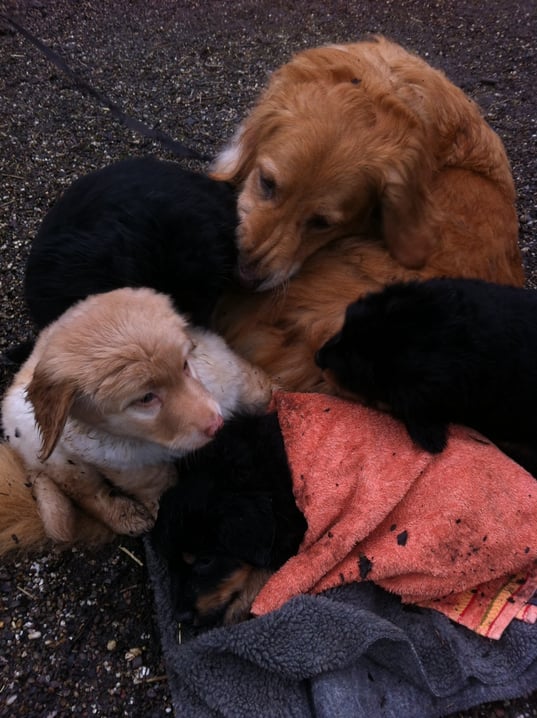 wenn es draußen zu ungemütlich wird, kann man sich zum Glück gemütlich bei Mama einkuscheln