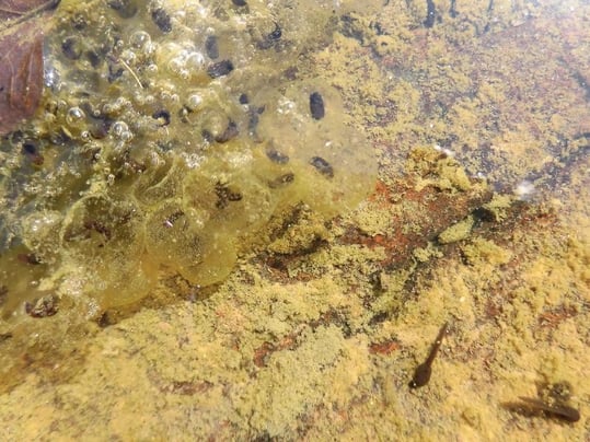 かっぱ池での” カエルの孵化 ”