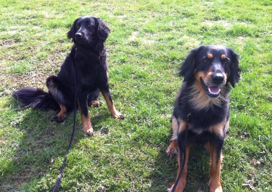 Annabelle und Halbschwester Brooke vom Nattbach treffen sich auf dem Hundeplatz