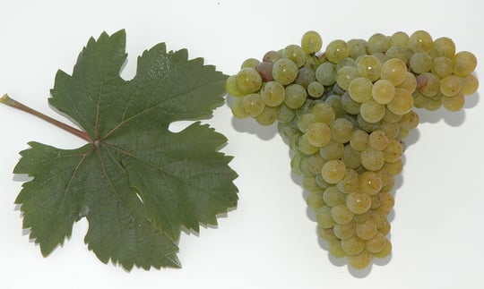 Creative Commons by Wikipedia