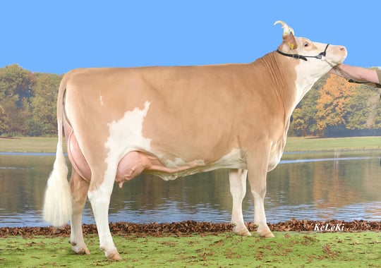 Siegerin Reinzuchtausstellung 2015: Herzog PETRA, Stephan + Jonathan Perreten, Lauenen